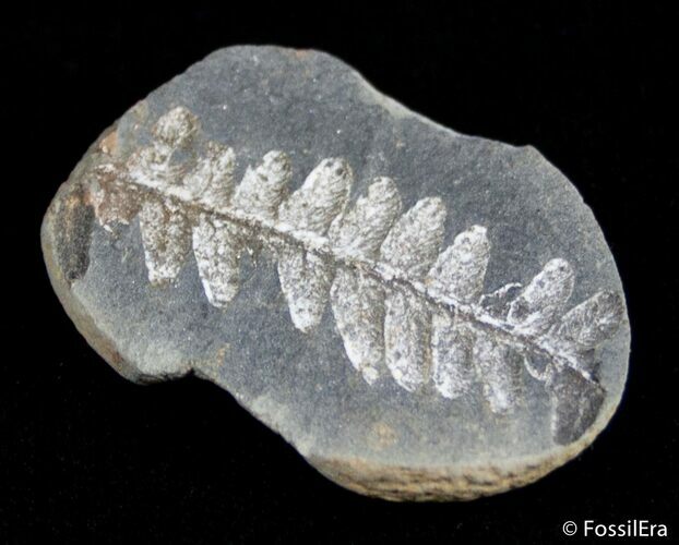 Fern Fossil From Mazon Creek - Million Years Old #2887